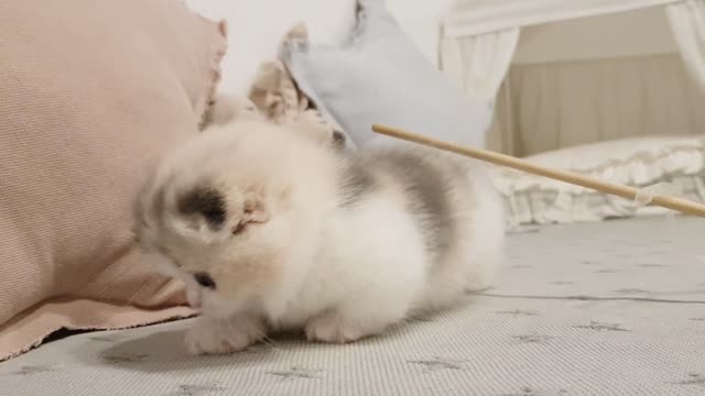 baby kitten playing 1