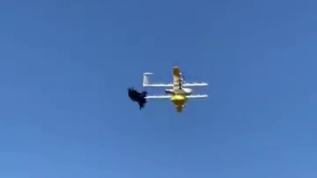 Drone vs BIRD