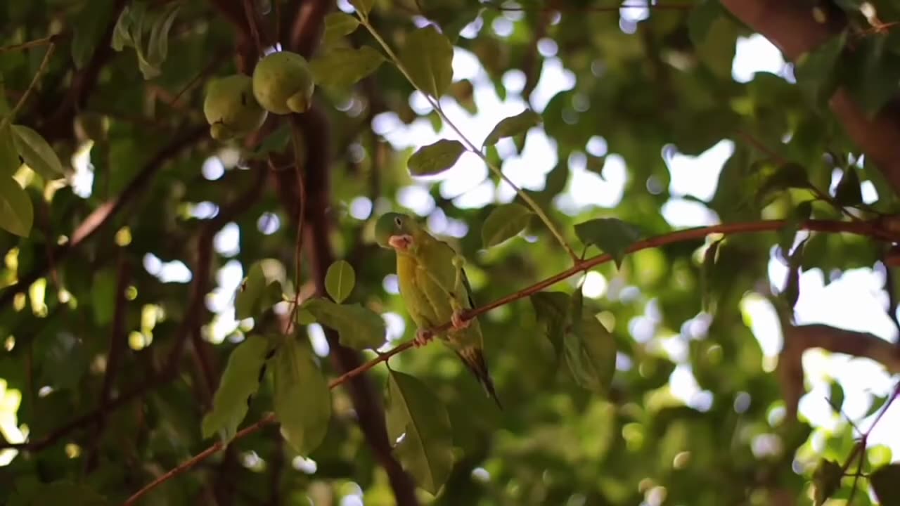 Amazing Parrot video