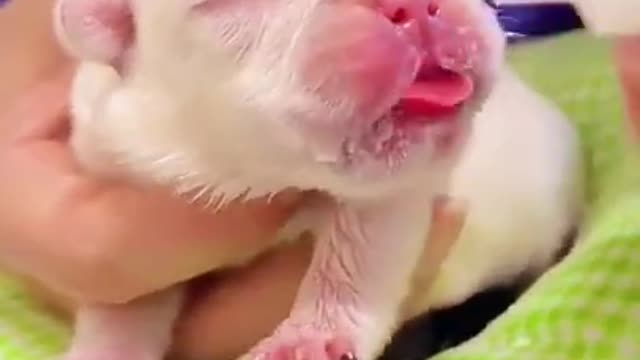 Baby Funny Dogs Compilation