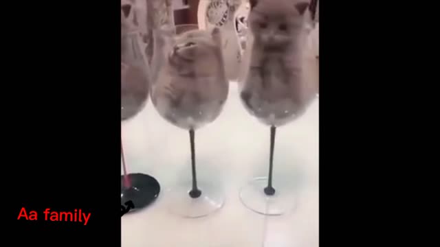 Cat is in wine glass🐈️🥂