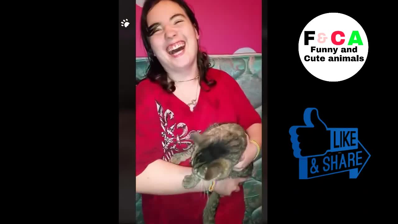 Cats Funny video 01