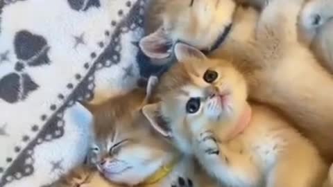 Cute moments. of cats and dogs video.😍❤️