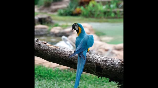 Beautiful parrot