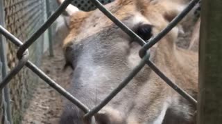 Brown deer licks hand through fence