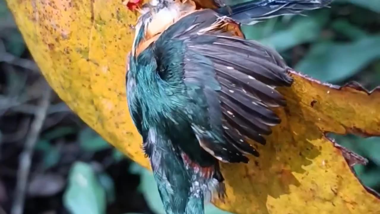 Nature Creature