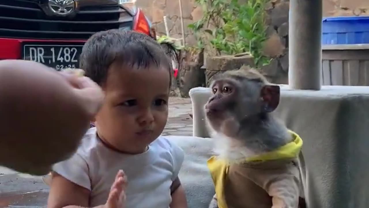 Cuteness Overload: Babies and Monkeys Make a Comedy Show!