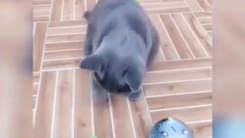 cute and funny cats beautiful