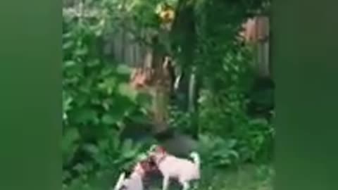 funny videos animals- dog- monkey videos