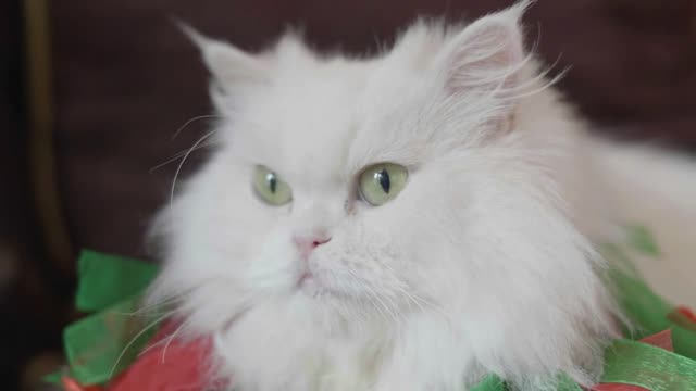 Close-up portrait of white cat with yellow eyes