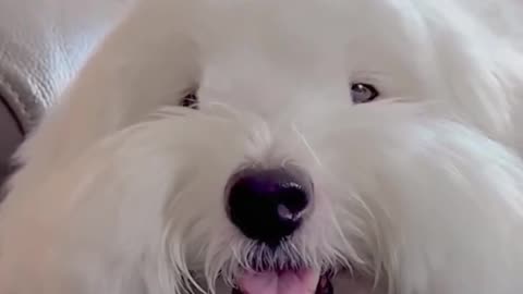 This rabbit head is a little on the nose! Bunny in a Bunny Puppy