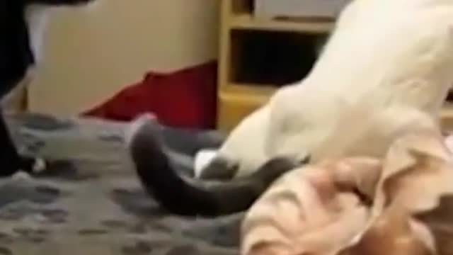 Best_Funny Cats