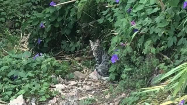 Cats in the wild nature