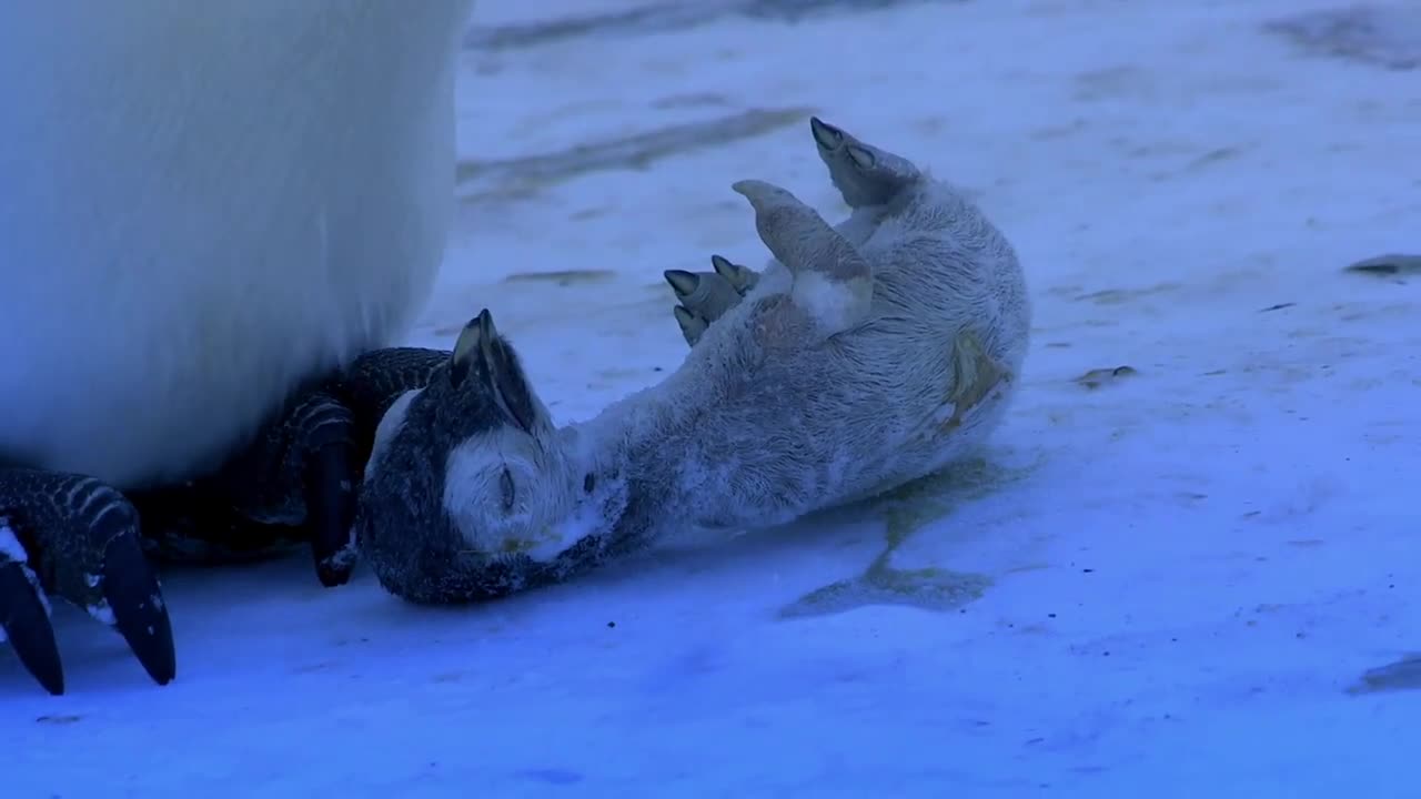 The Most Emotional Clip We've Ever Filmed - Penguins Mourning