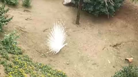 Beautiful white peacock opening hall