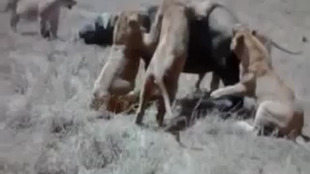 Best animals fight with wild animals