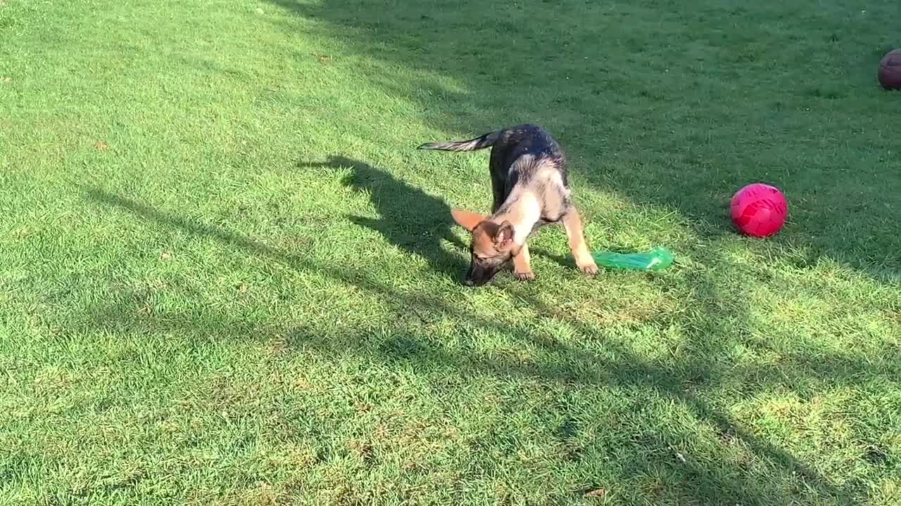 German Shepherd Puppy barking and playing