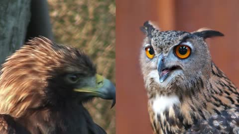 Eagle vs Owl