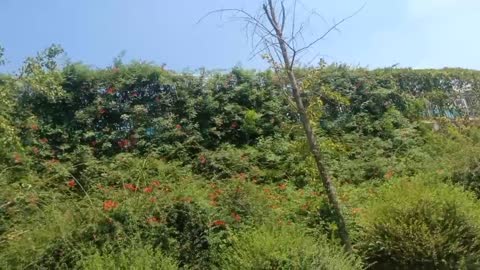 flowers on the walls