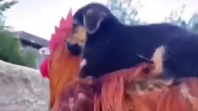 Hens carry baby dog