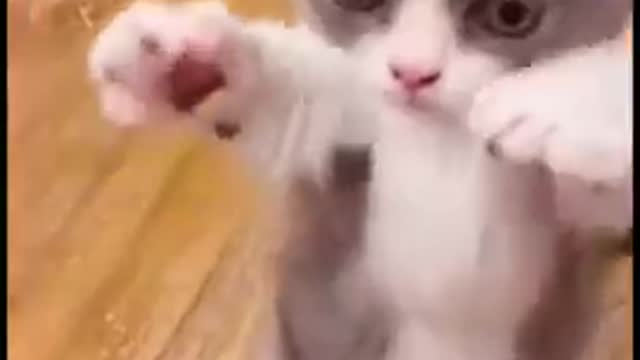 Baby cats- funny cats videos