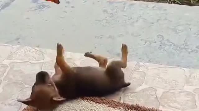 Funny videos, funny moments of animals, confused behavior of animals