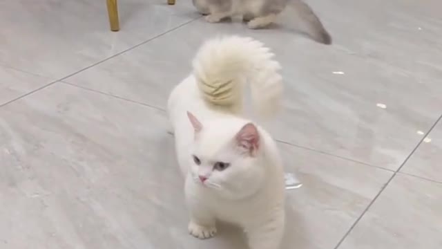 bits cat