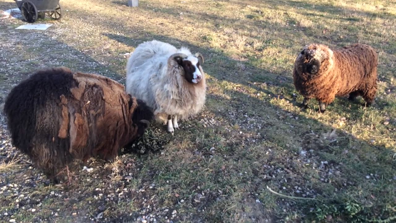 Great Pyrenees and Sheep