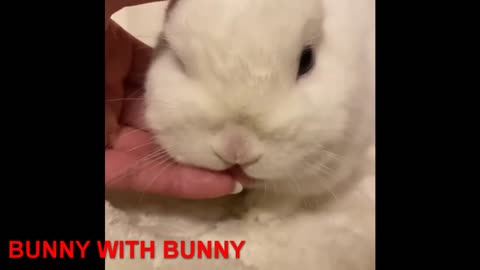 Bunnies Honey! Cute bunnies show some love!