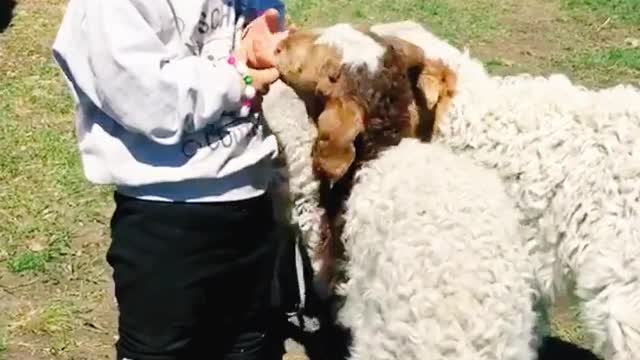 A kid feeding lamb