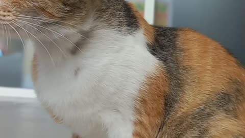 Meet the shopkeeper's cat