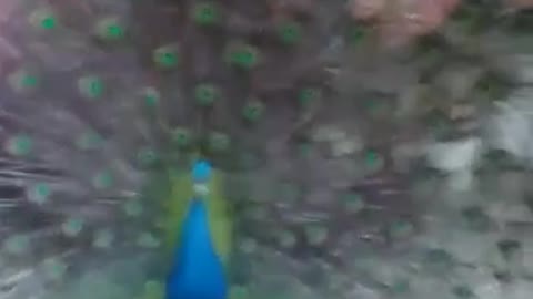 Beautiful Peacock Dance ,its amazing