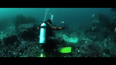 Diving with sea lion