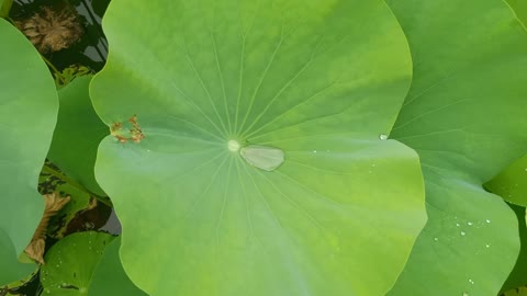 The water droplets on this lotus leaf are so pretty