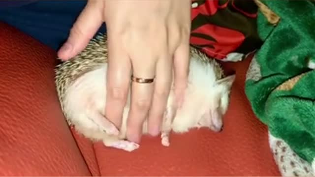 Super Cute Funny Hedgehog Getting Belly Rubs