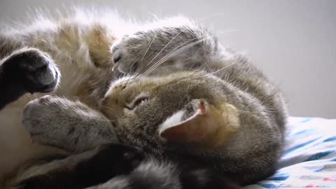 Funny cat sleep