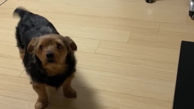 My dog called me and I went ....