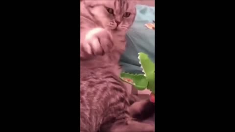 Funny Cats Videos Try Not to Laugh 2021