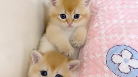 Kids cats cute amazing video viral video love cats