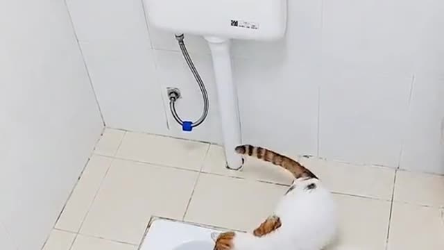 3 Cats Use Bathroom TOILET 😃Funny CUTE Cats