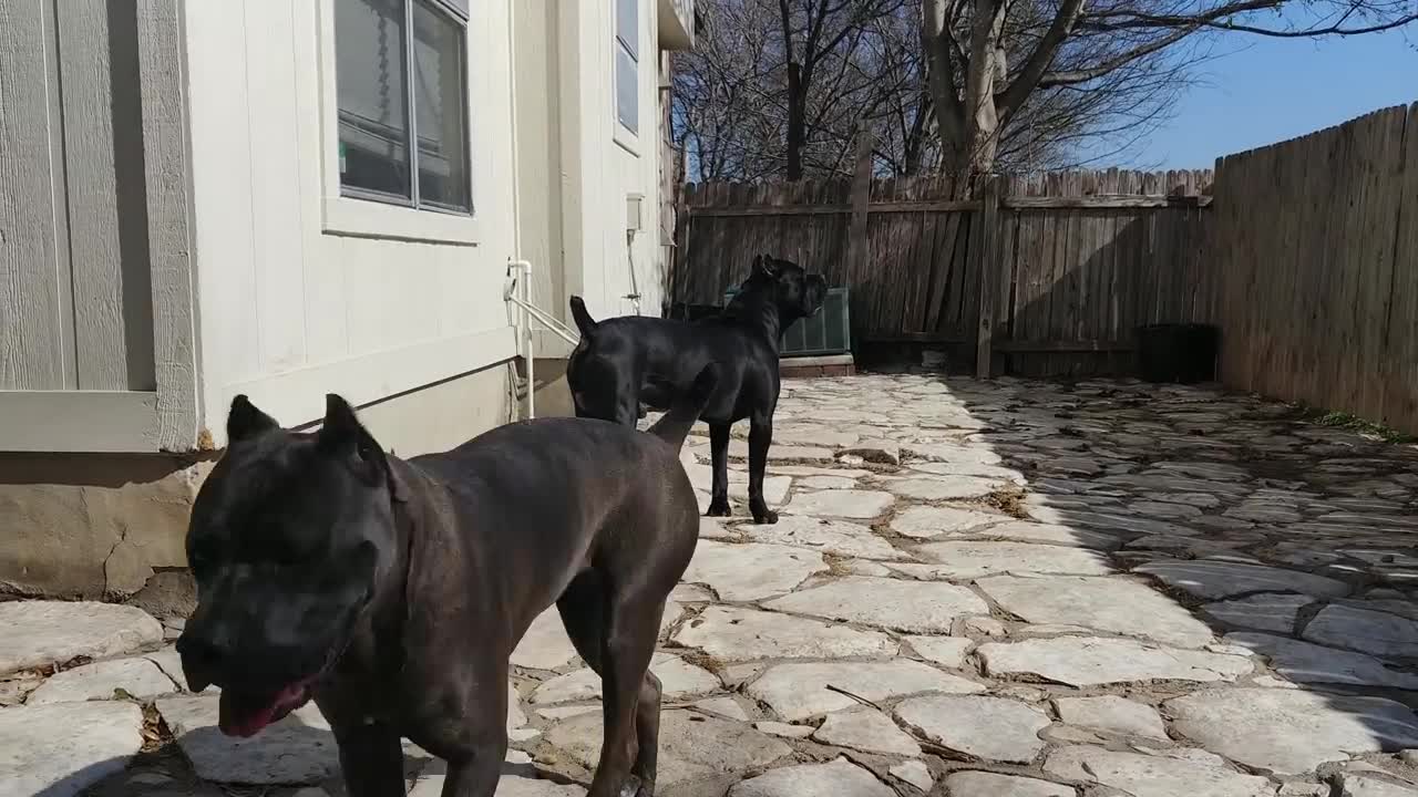 Lovely Dog Protecting His Owner