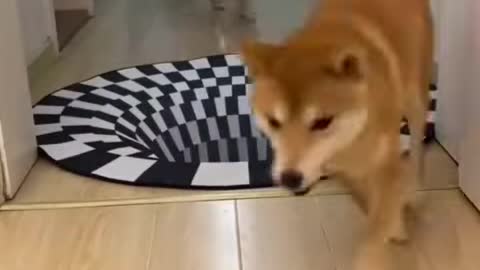 Not the smartest Doggo!