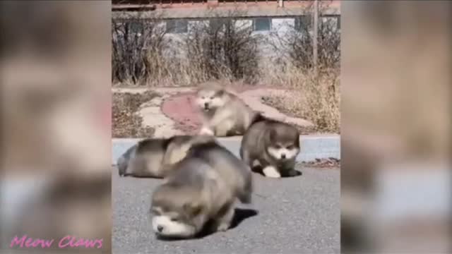 Baby Alaskan Malamute cutest moment