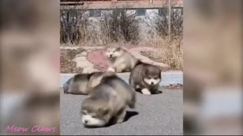 Baby Alaskan Malamute cutest moment