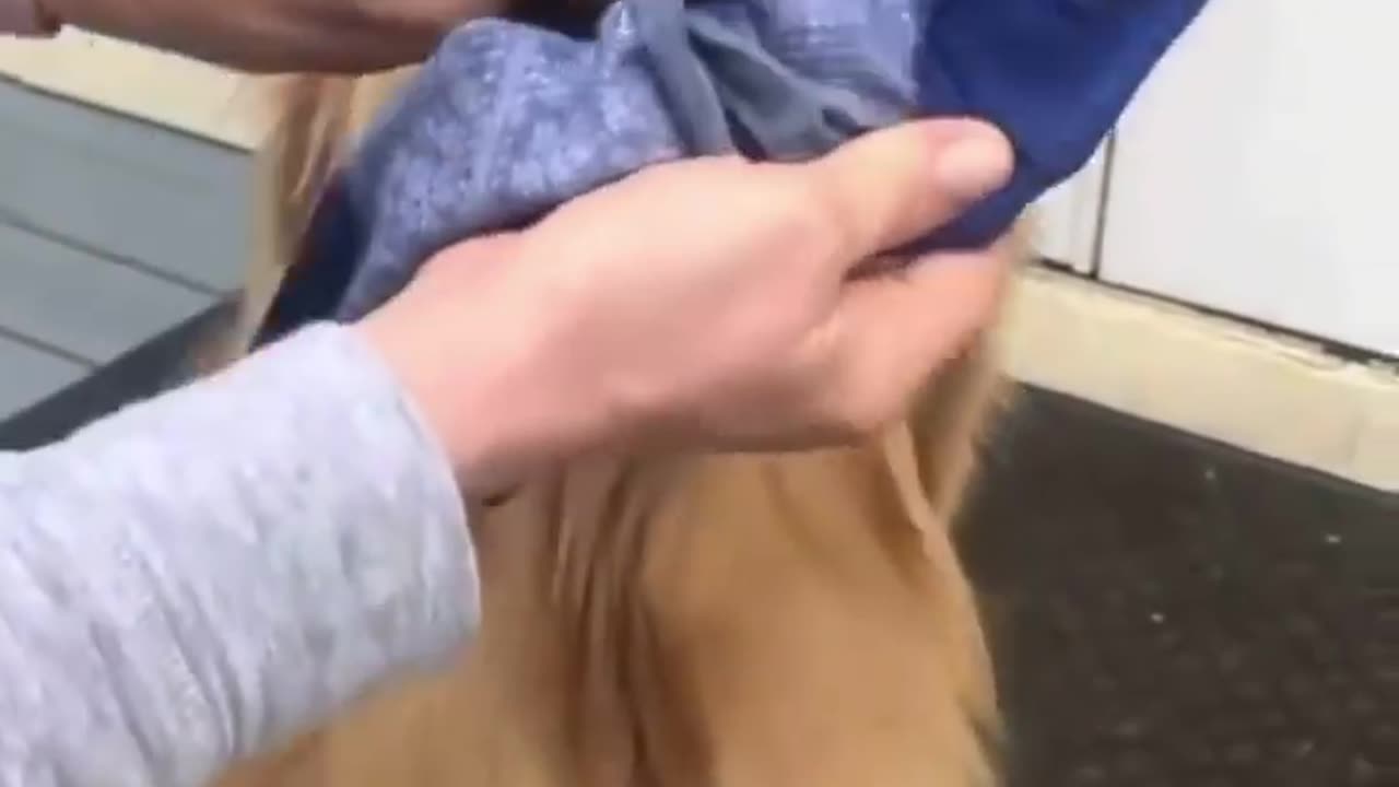 dog crying😥