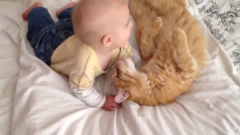 cats meet babies for the first tim