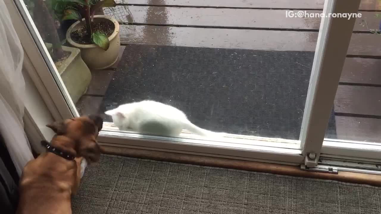 Brown dog tries to bit white cat through glass door