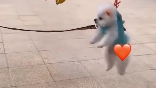 Funny REACTION #29 - Cute Puppy is Flying with Balloons