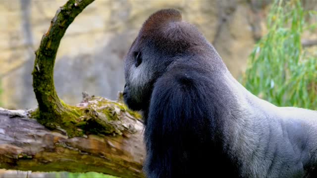 Gorilla Ape Silverback Animal, Gorilla Ape Silverback Furry Plant