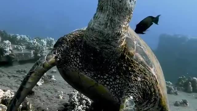 A sea turtle taking a nap on the ocean floor while fish clean its shell.